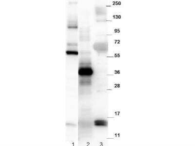 Western Blot: GDF15 Antibody [Biotin] [NBP1-42732B] - Detection of recombinant MBP-NAG-1 fusion protein (60 kDa) purified from E.coli (lane 1); yeast cell lysate expressing SUMO-mouse NAG-1 (42 kDa) (lane 2), and R&D human NAG-1 monomer purified from CHO-K1 cells (14 kDa) (lane 3). All lysates were run under reducing conditions. 